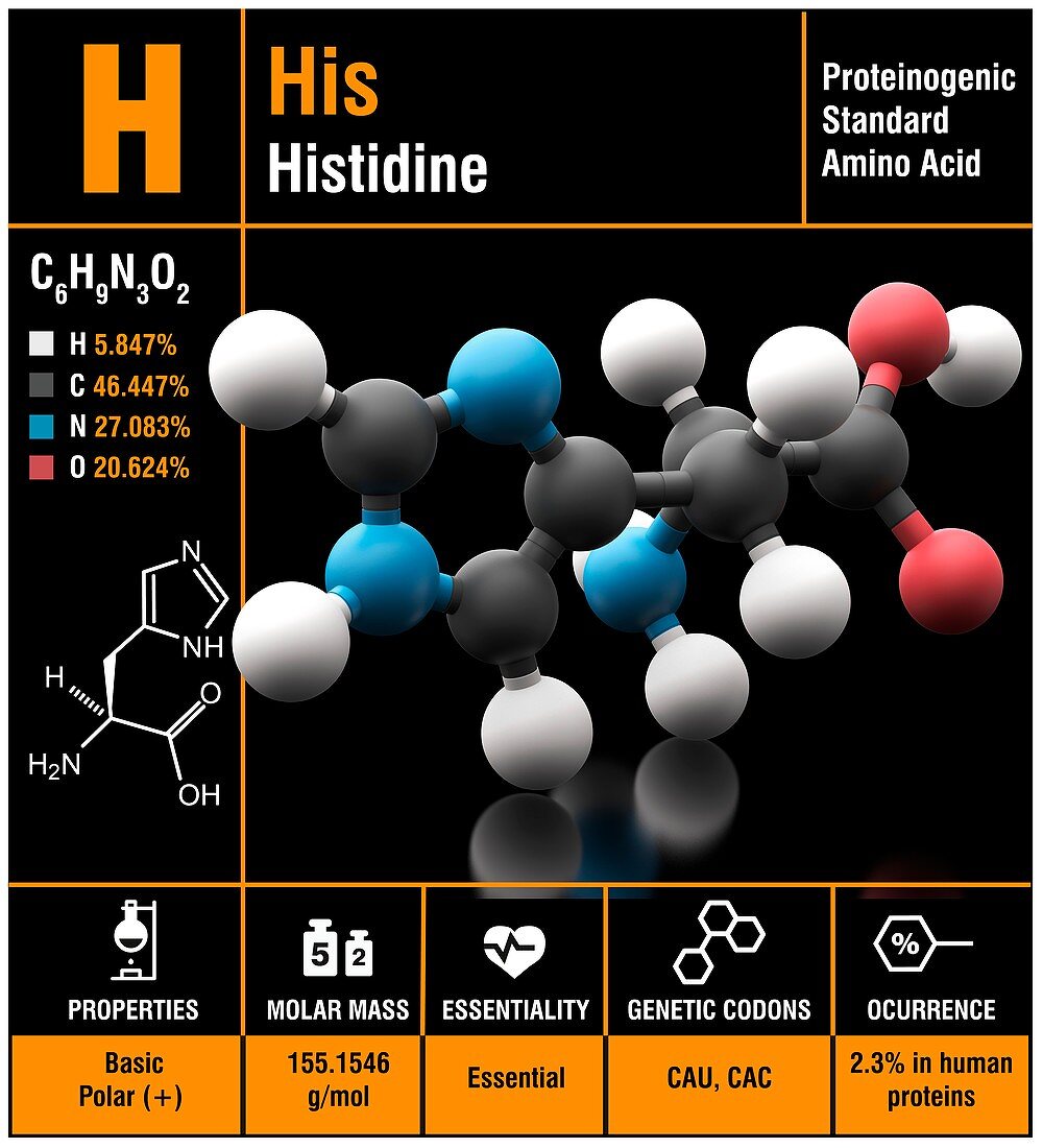 Histidine amino acid molecule