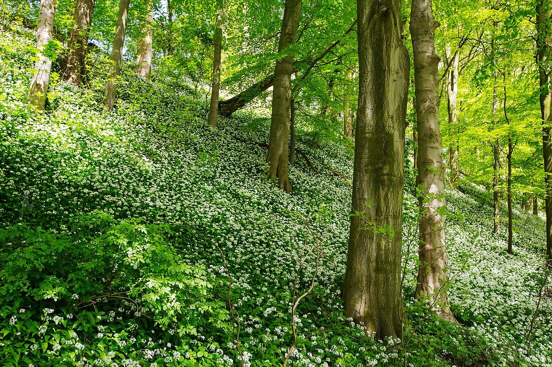 Wild Garlic (Allium ursinum)