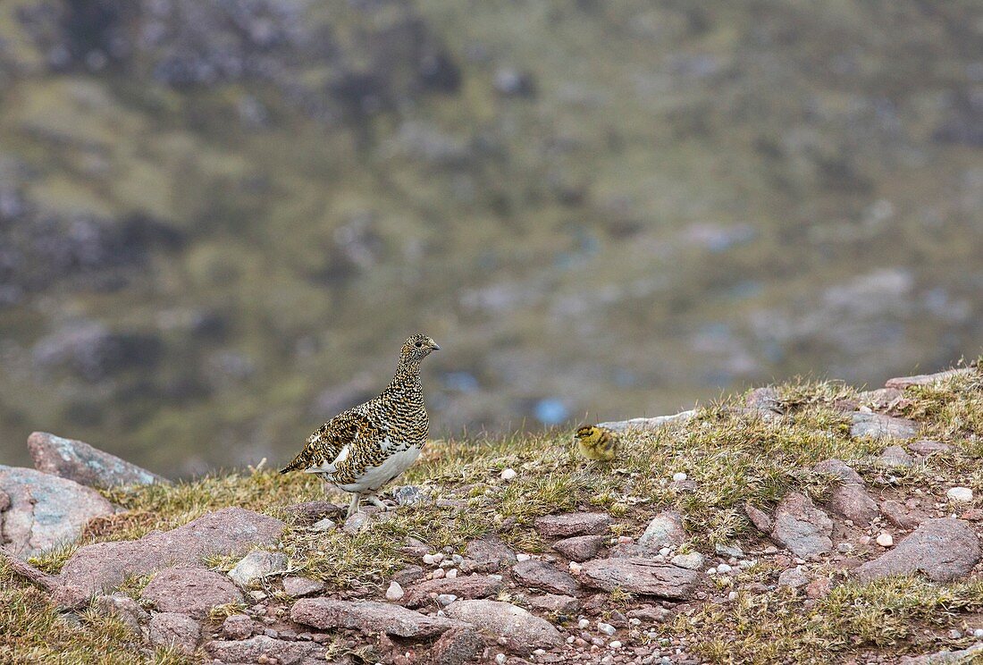 Female ptarmigan with young