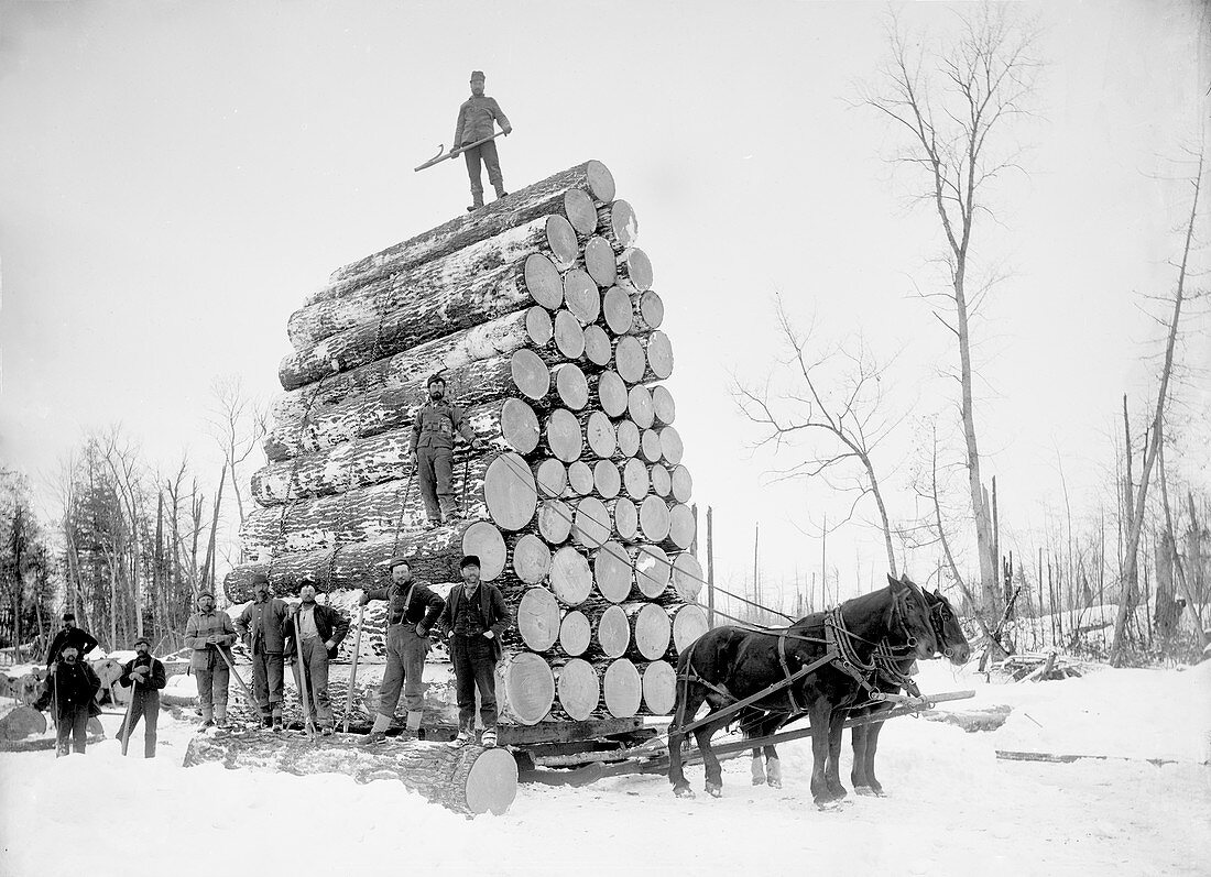 Timber logging,late 19th century