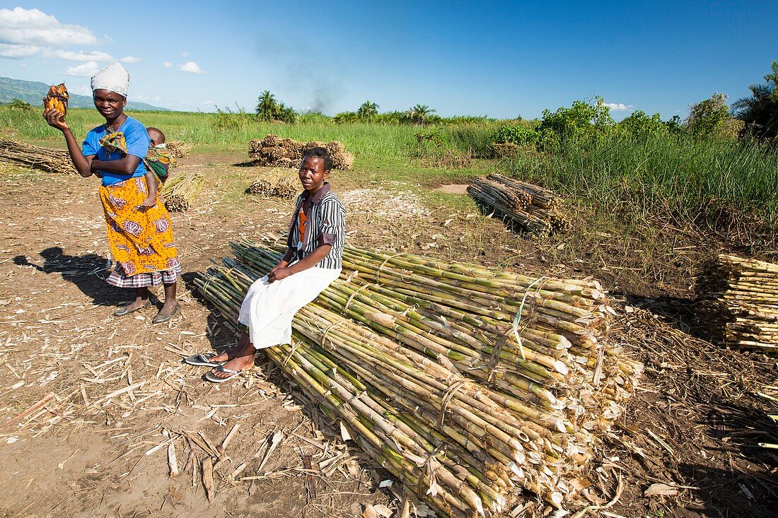 Woman with harvested sugar cane