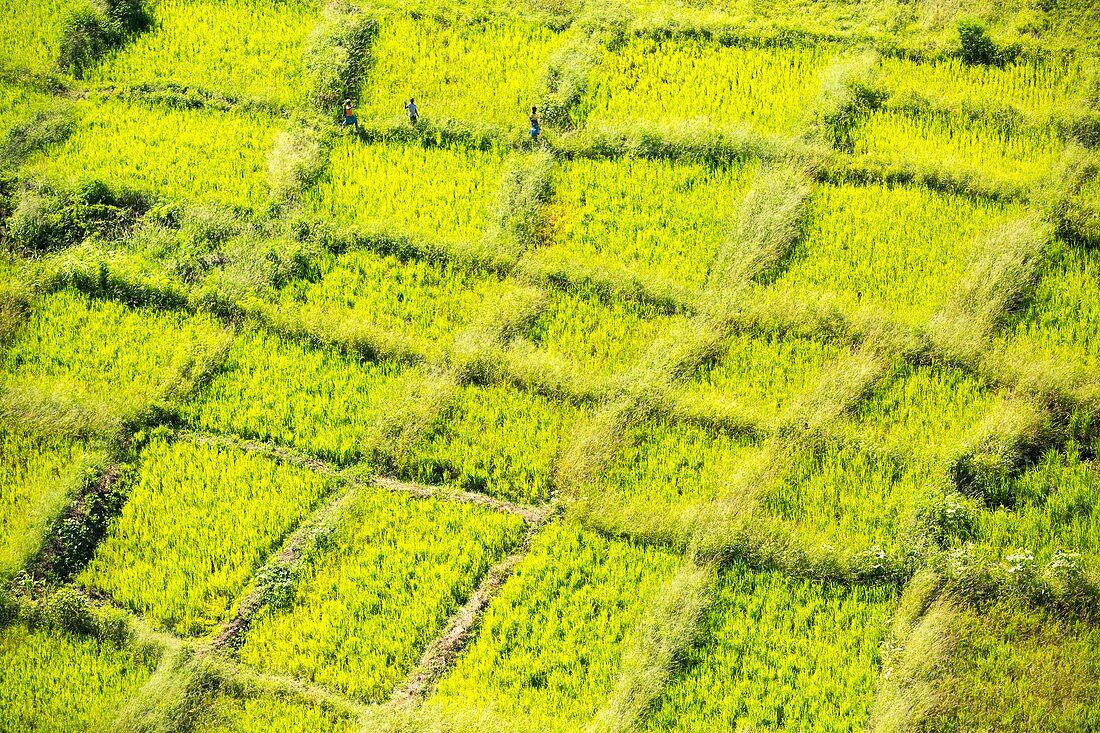 Rice fields,Malawi,aerial view