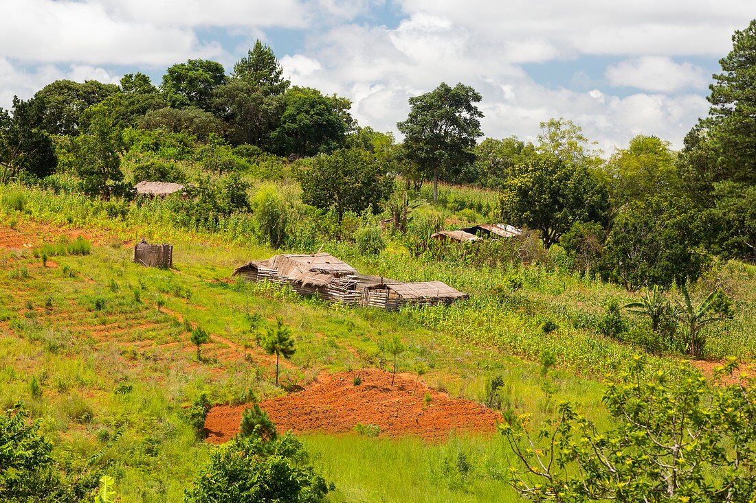 Farmstead,Zomba Plateau,Malawi