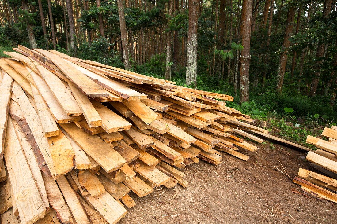 Deforestation in Malawi