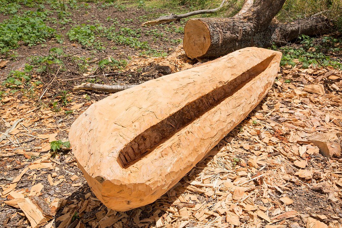 A traditional dug out canoe construction