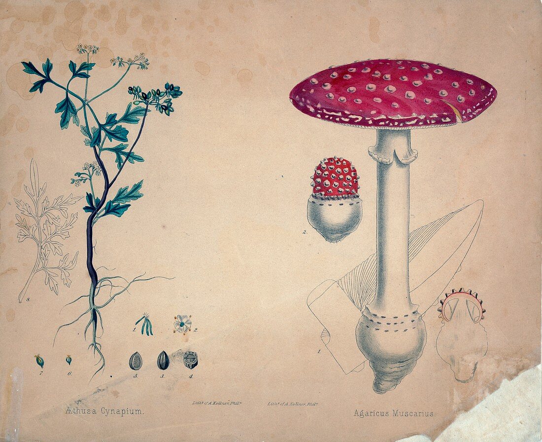 Herb and mushroom,1850s illustration