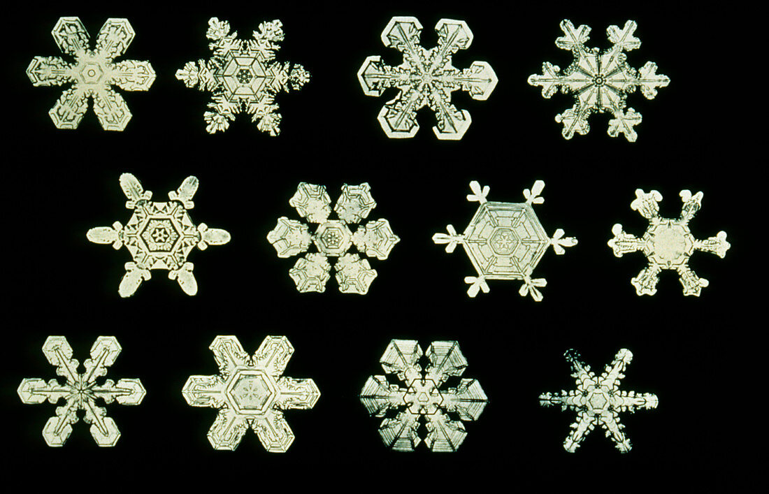 Computer-enhanced light micrograph of snowflakes