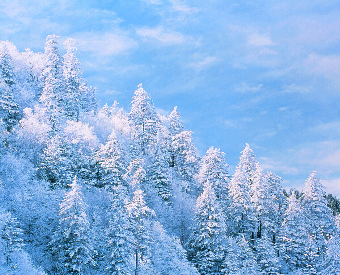 Snowy forest