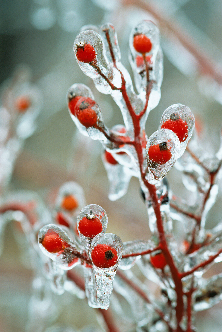 Ice on rose hips