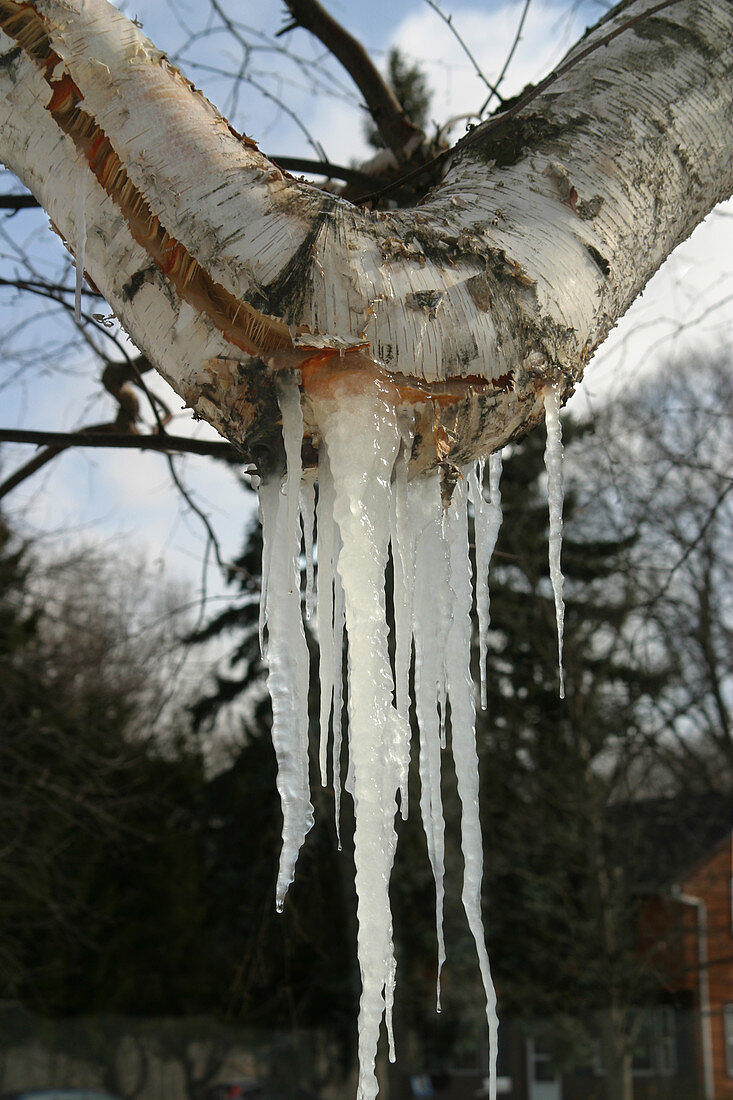 Birch damaged in ice storm