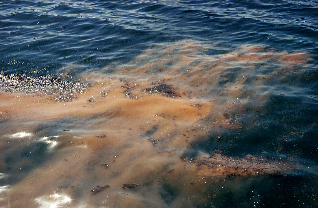 Red Tide in the Red Sea