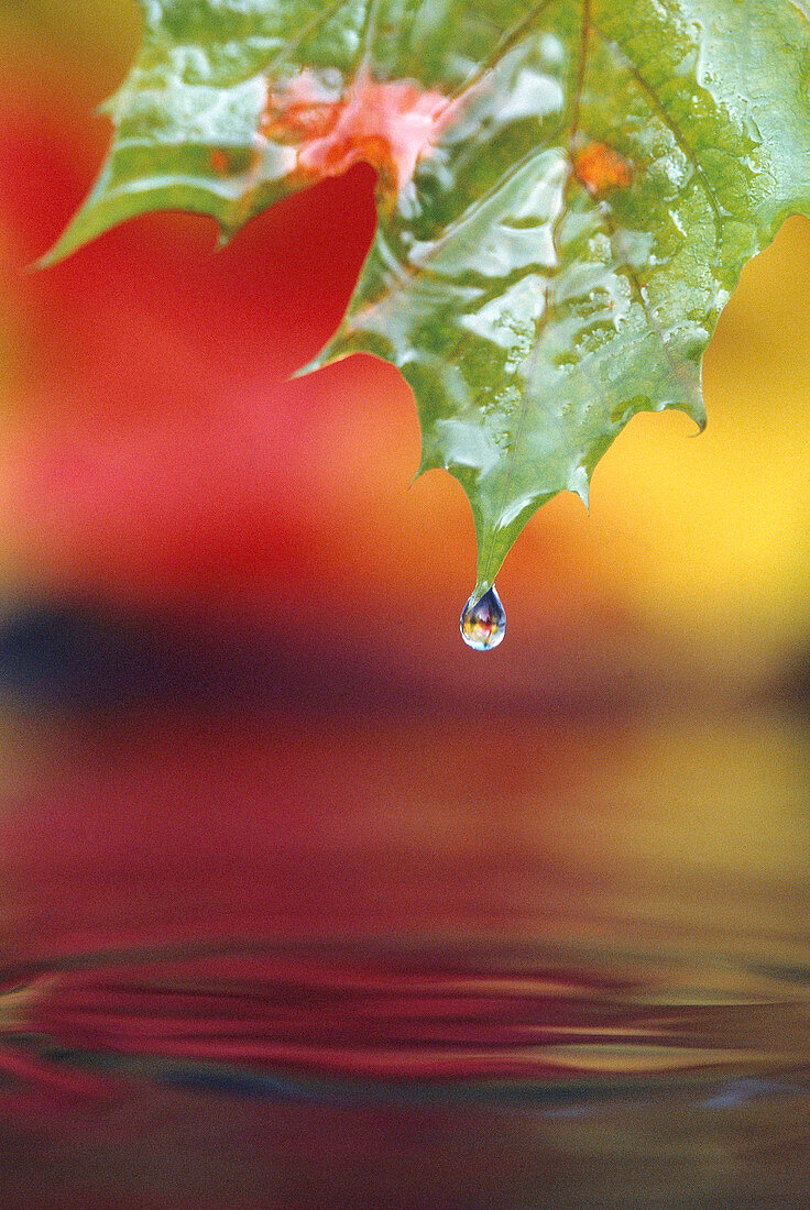 Water dripping from a Vine Maple leaf