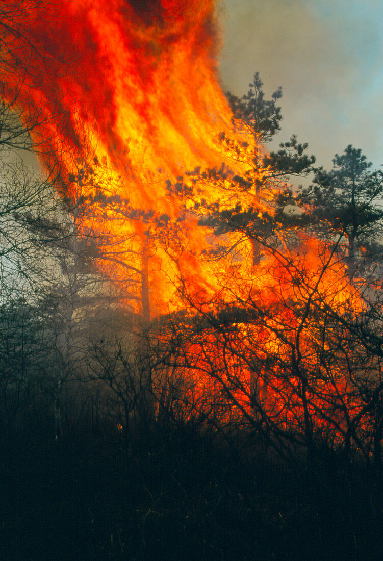 Pitch pine (Pinus rigida) burning in a forest fire