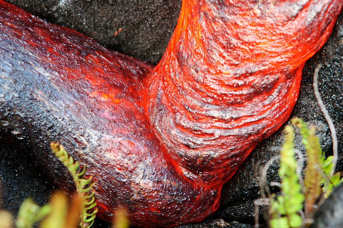 Pahoehoe lava