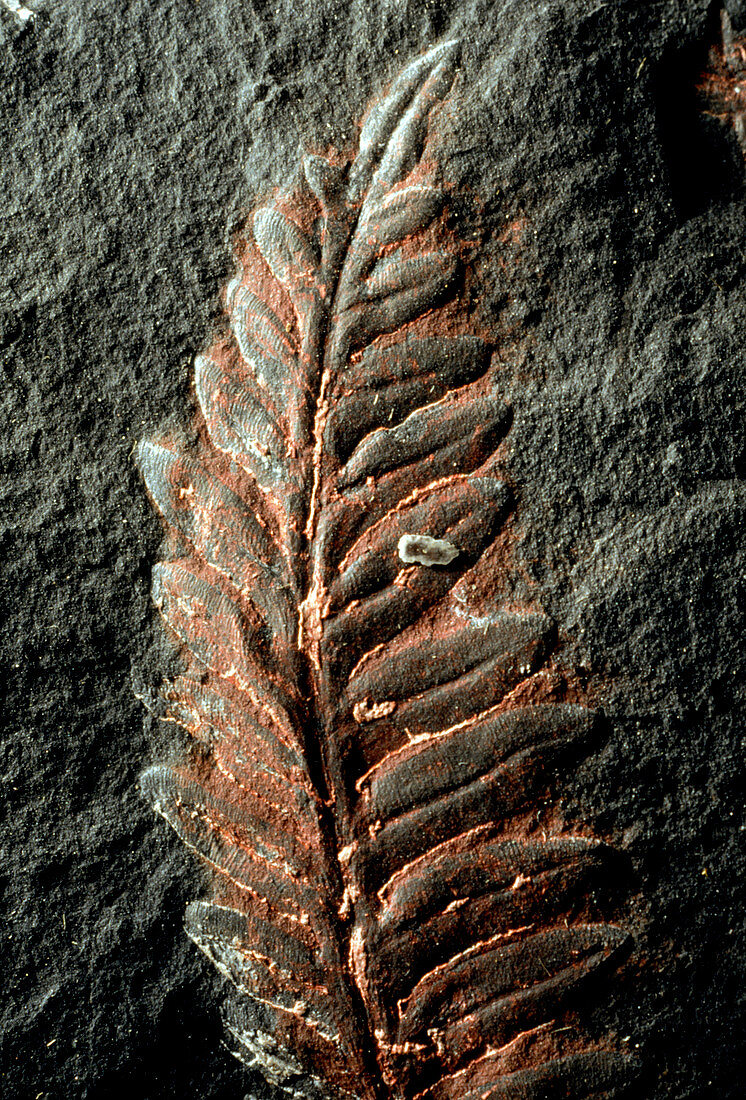 Fossilized fern