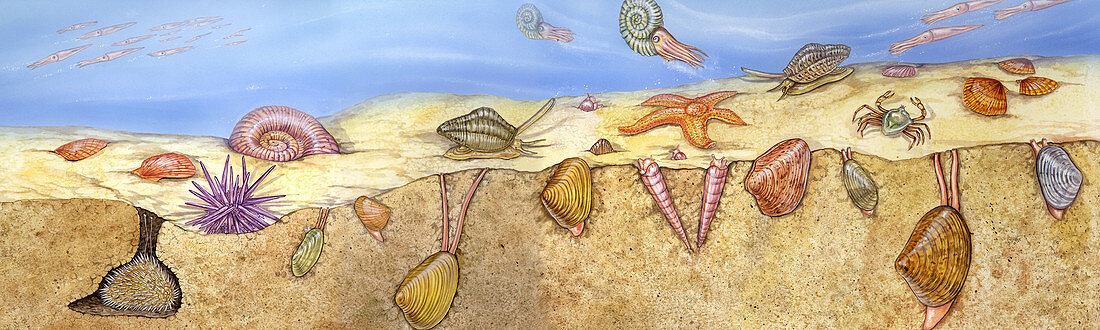 Cretaceous Marine scene