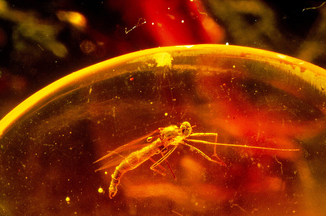 Insect fossilized in amber