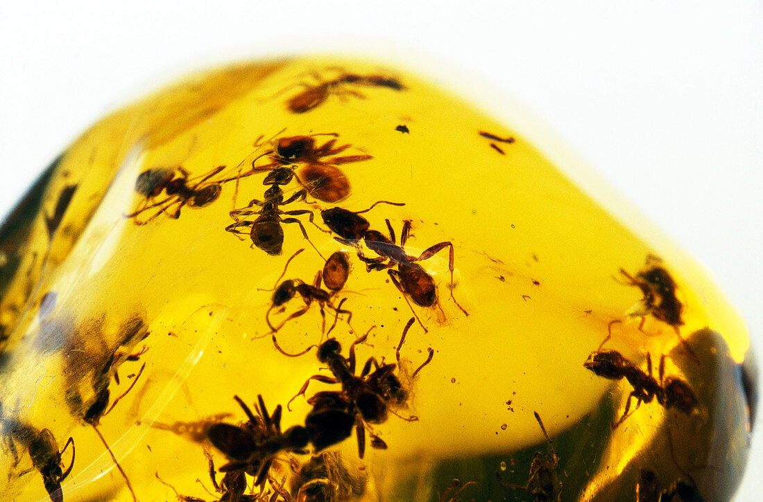 Ants in Amber