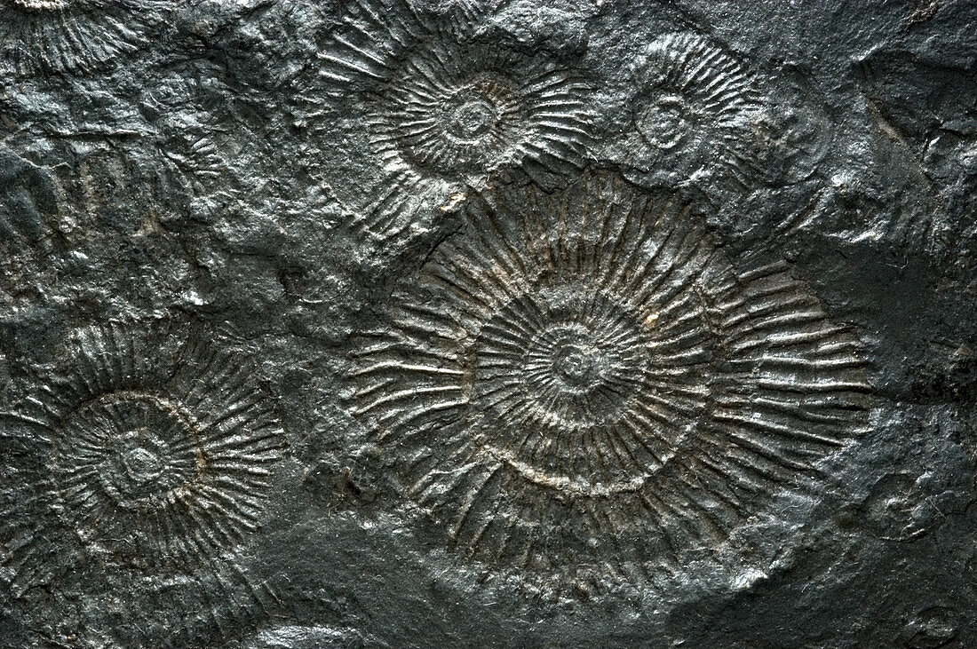 Fossilized Ammonites