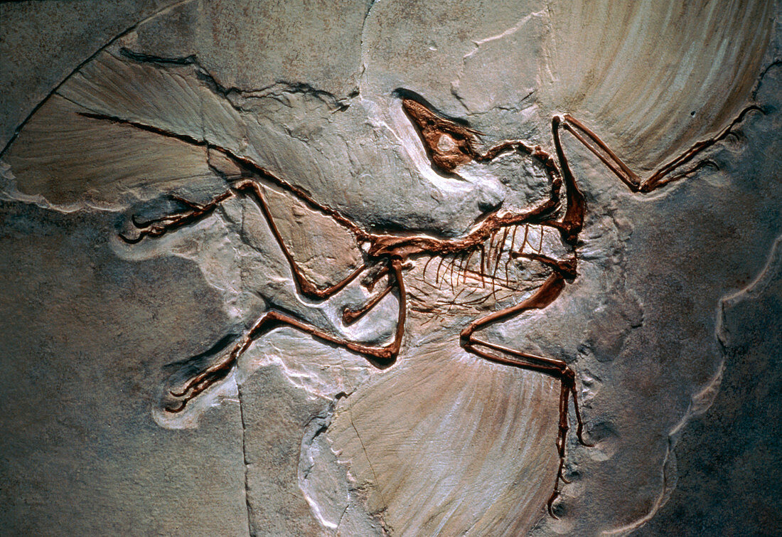 Fossil of Archaeopterix