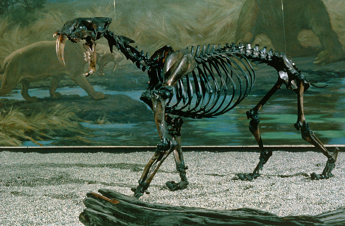 Fossil skeleton of a sabre-toothed cat