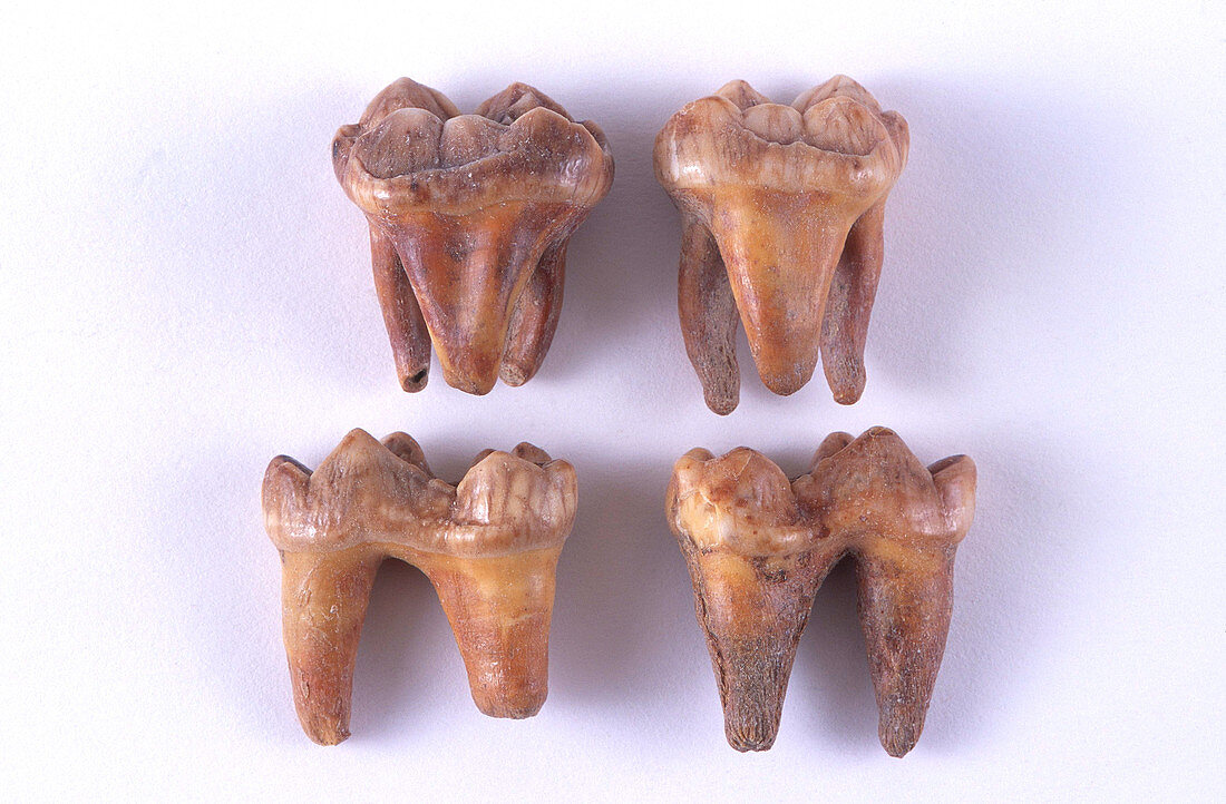 Fossil Cave Bear Teeth