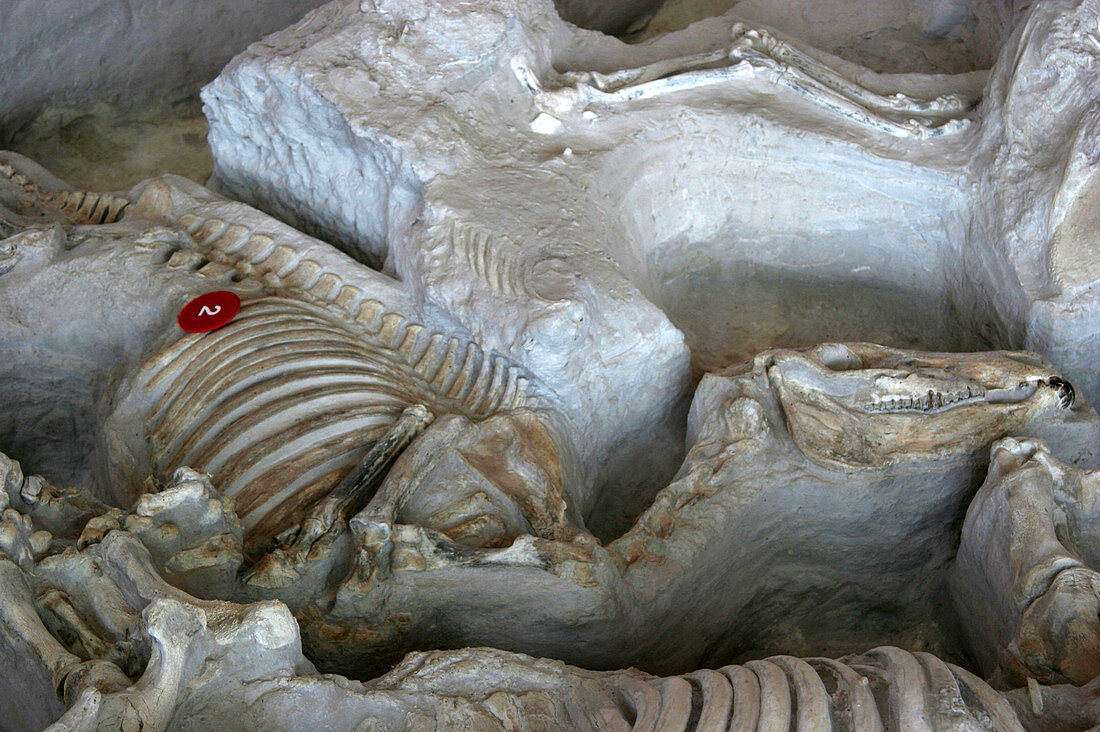 'Fossil vertebrates,Ashfall Fossil Beds,NE'