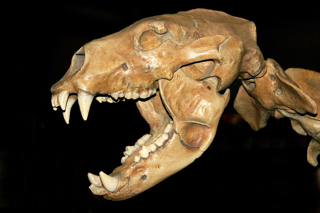 Fossil skull of a Cave Bear
