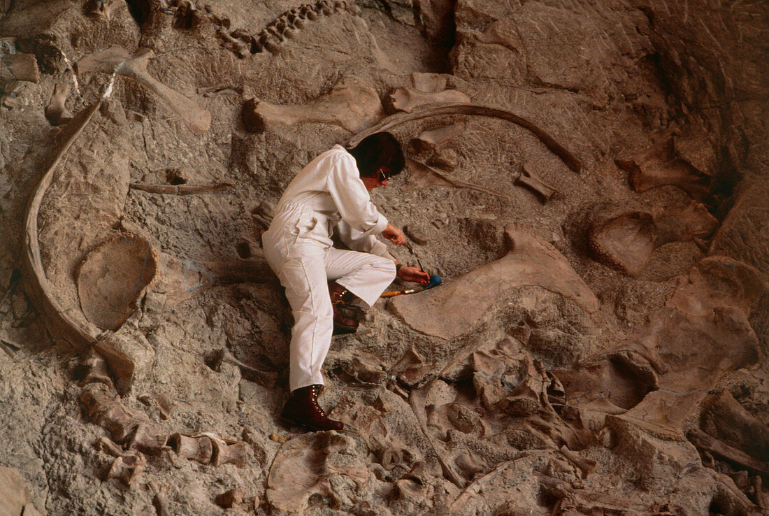Palaeontologist removing fossil bones from rock