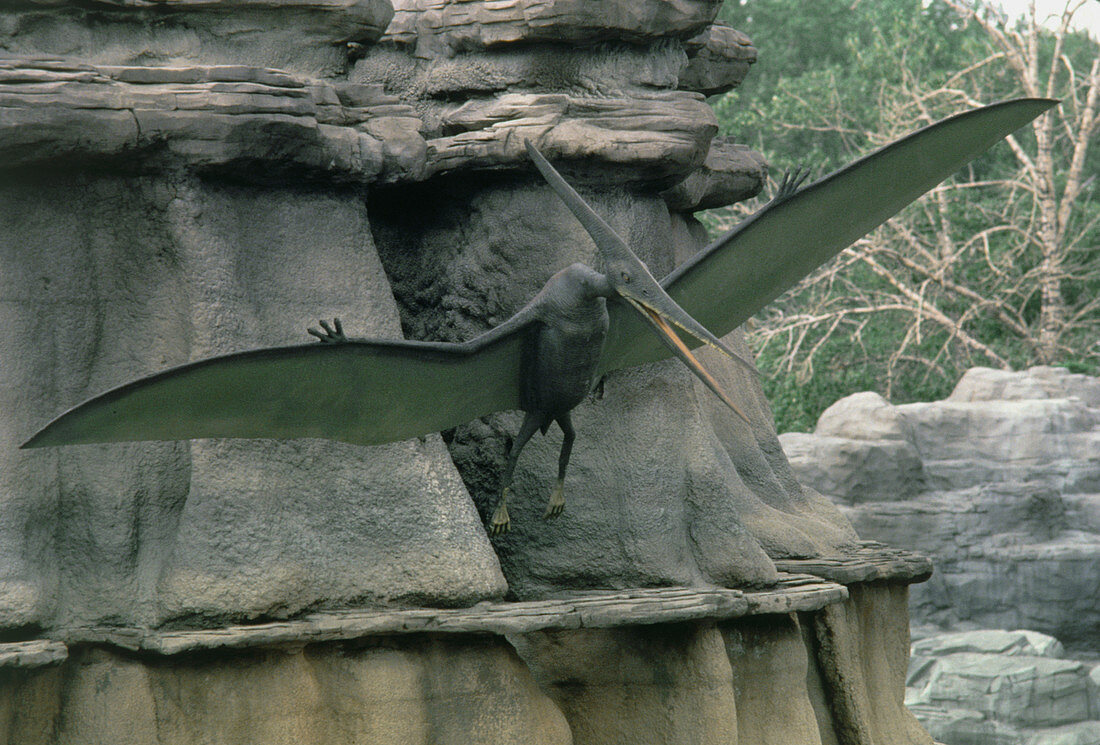 Model of the pterosaur,Pteranodon