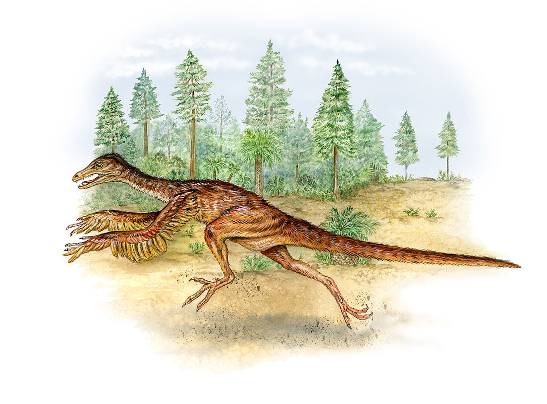 Sinornithosaurus dinosaur