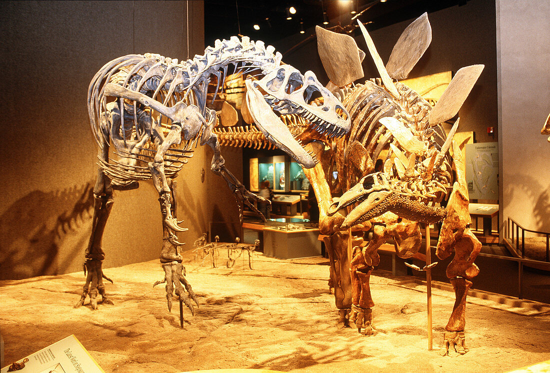 Prehistoric Journey Exhibit