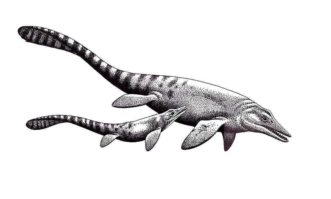 Cymbospondylus Ichthyosaur