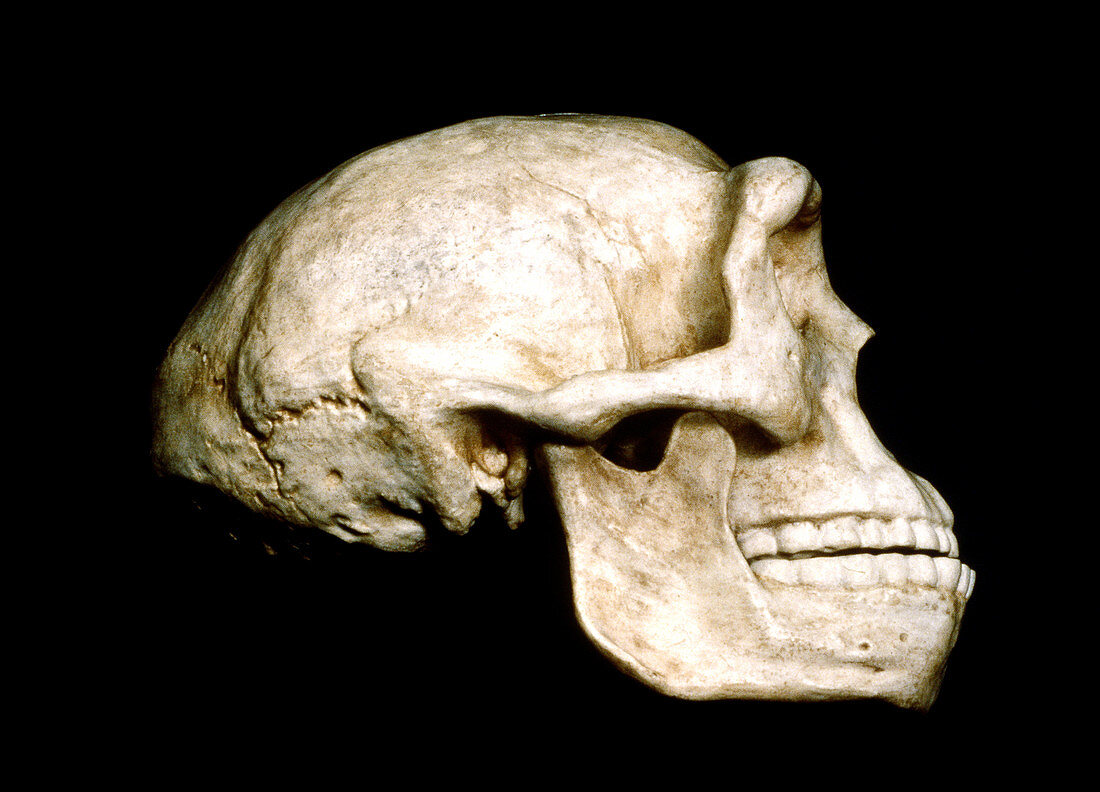 Peking man skull