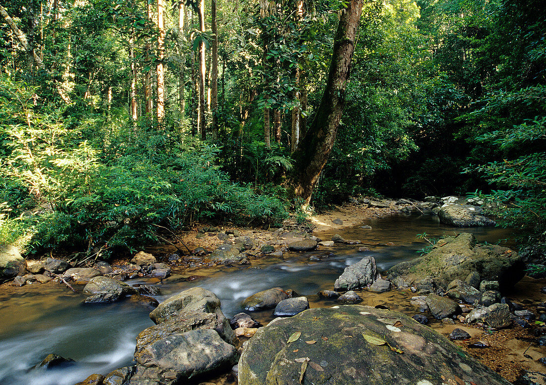 Jungle Stream,Malaysia
