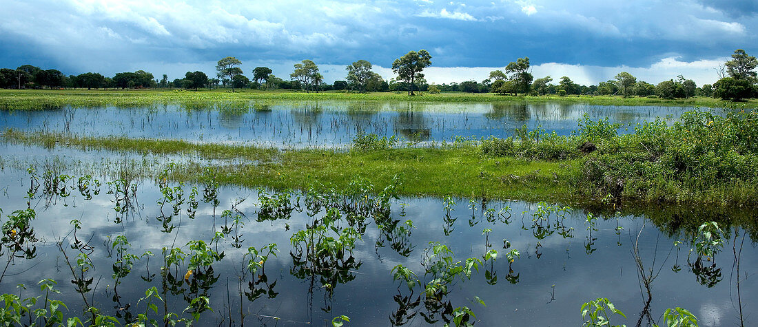 'Pantanal,Brazil at Onset of Rainy Season'