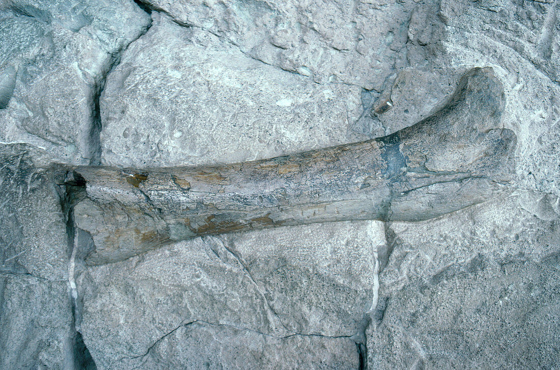 Apatosaurus Leg Bone