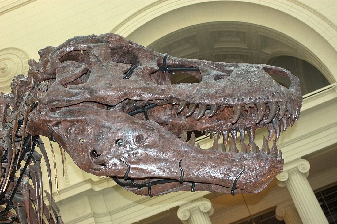 Tyrannosaurus rex Skull