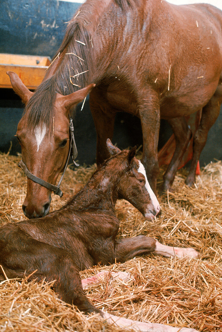 Brith of a foal