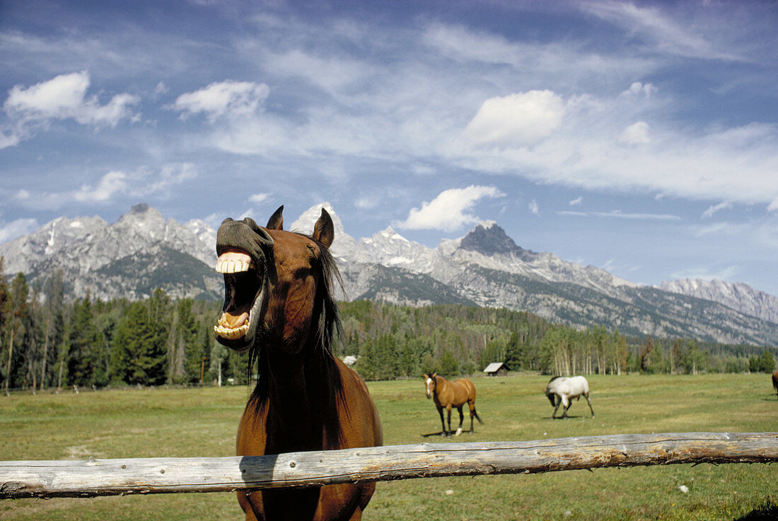 Horse laugh