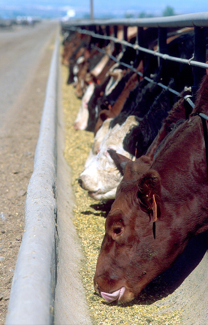 Cattle eating at a feedlot in Idaho