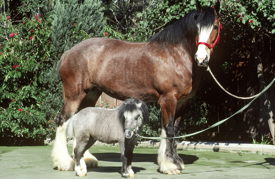 Clydesdale and Miniature horses