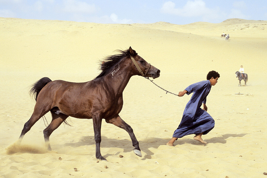 Boy Leading Horse