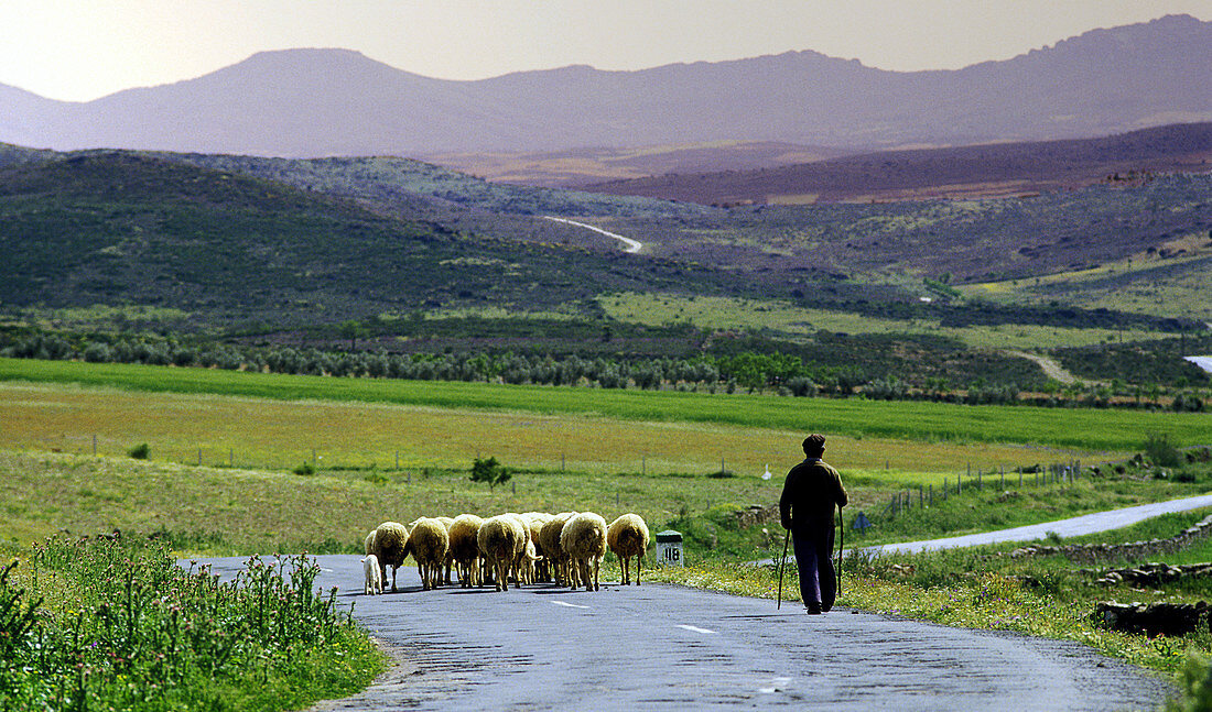 Shepherd driving sheep