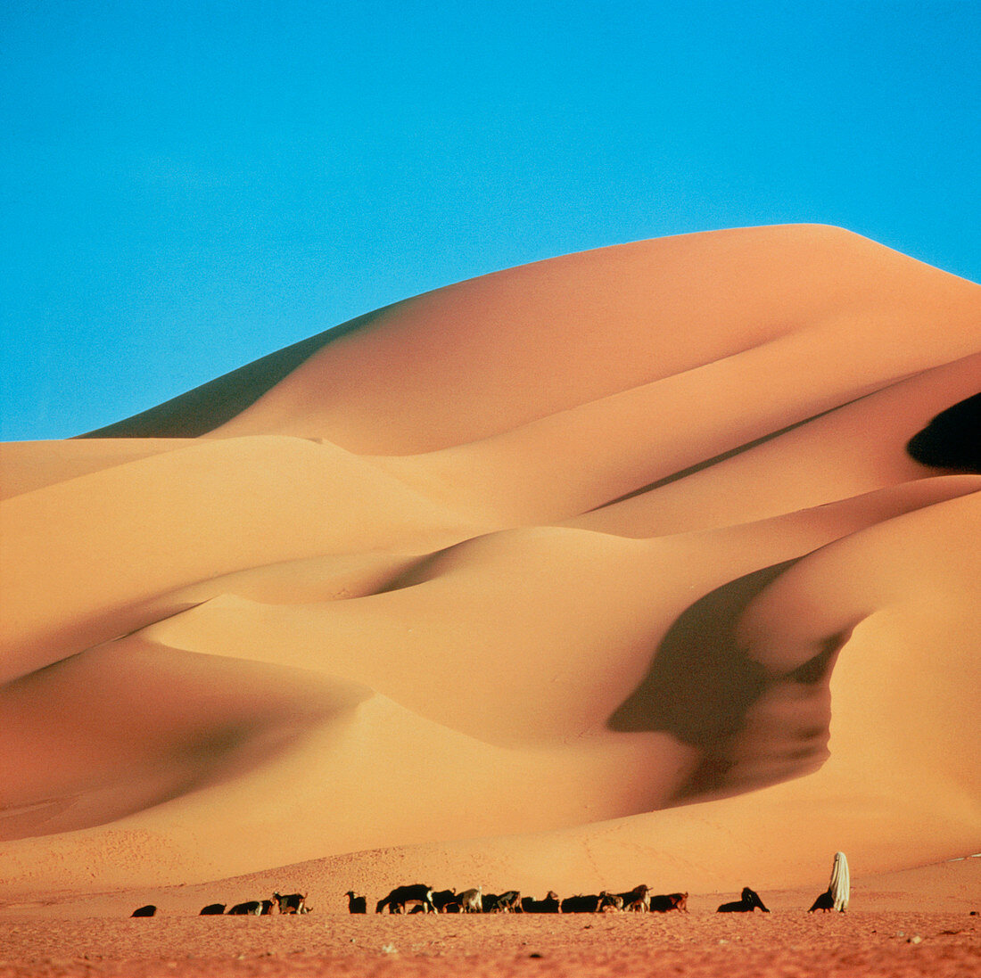 Sand dunes,Algeria