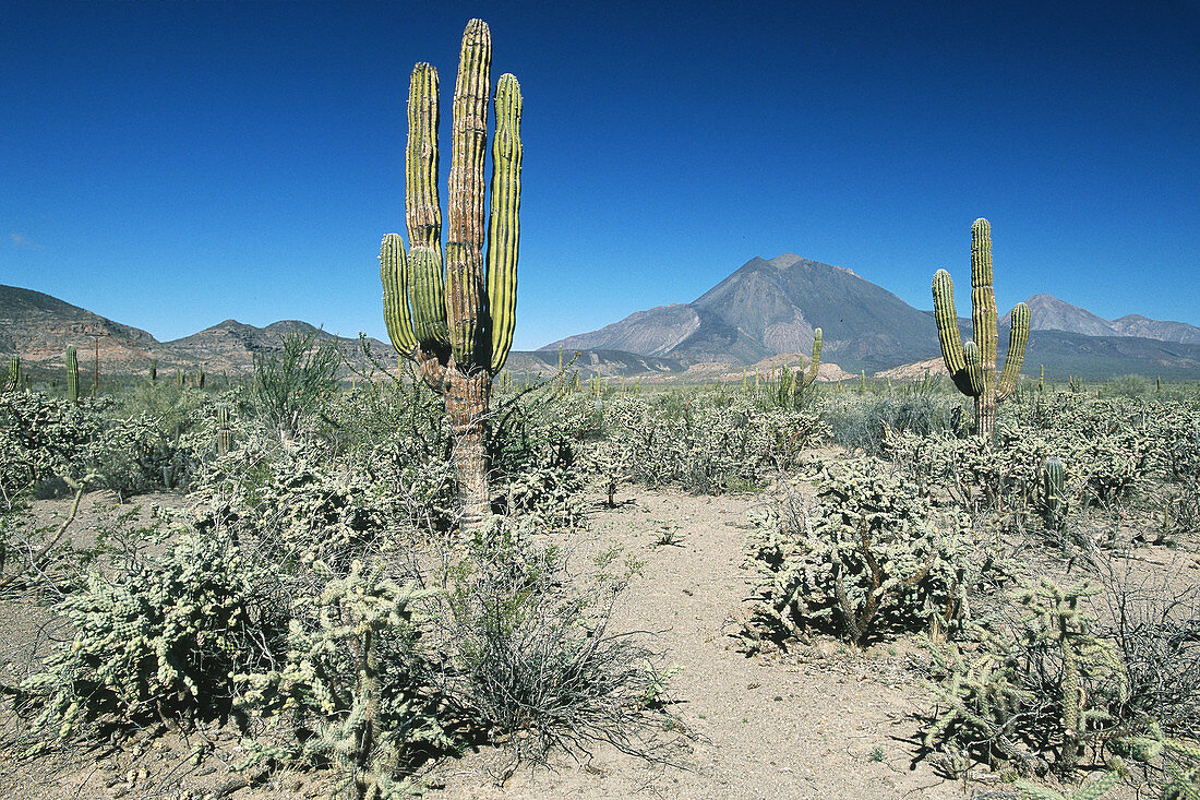 Sonoran desert,Baja California Sur