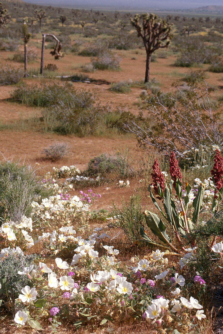 Blooming California Desert