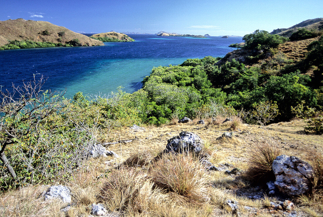 'Savanna and mangrove,Loh Buaya Harbor'