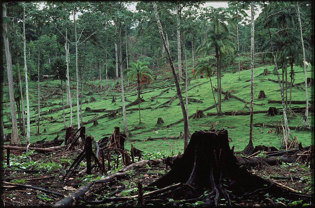 Deforestation by slash and burn,Costa Rica