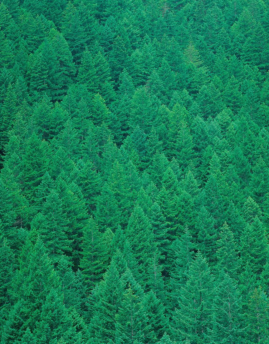Evergreen coniferous forest